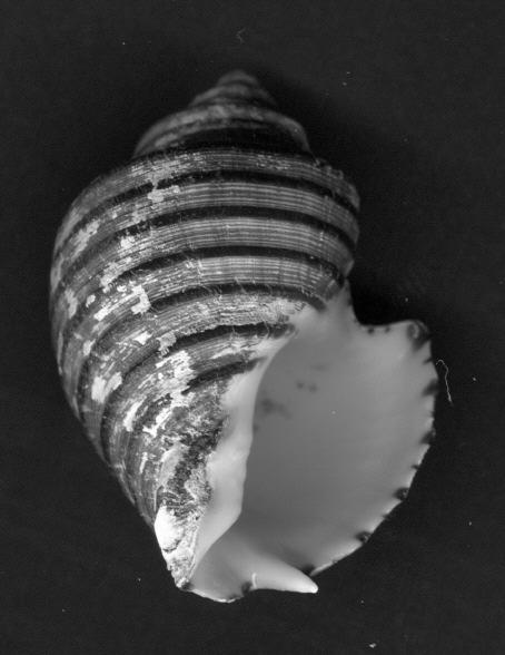 116 Pitar tortuosus (Broderip, 1835) Protothaca asperrima (Sowerby, 1835) Protothaca grata (Say, 1831) Protothaca zorritensis (Olsson, 1961) Tivela byronensis (Gray, 1838) Petricolidae Petricola