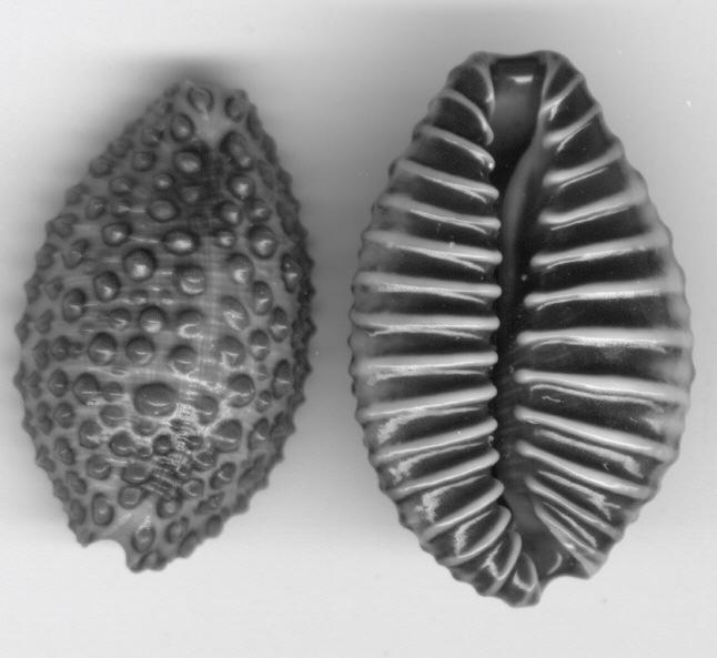 112 Trochidae Calliostoma antonii (Koch in Philippi, 1843) Calliostoma sp. Tegula mariana Dall, 1919 Tegula rugosa (A.Adams, 1853) Tegula verrucosa McLean, 1970 Tegula sp.