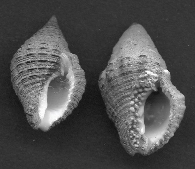 113 Eulimidae Melanella cf. baldra (Bartsch, 1917) Melanella cf. solitaria (C.B. Adams, 1852) Vitreolina cf. yod (Carpenter, 1857) Balcis sp.