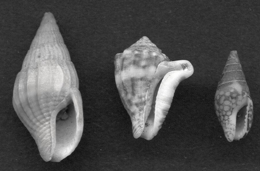 rtsch, 1917) Sabinella shaskyi Warén, 1992 Stilifer sp. Hipponicidae Hipponix antiquatus panamensis C.B.