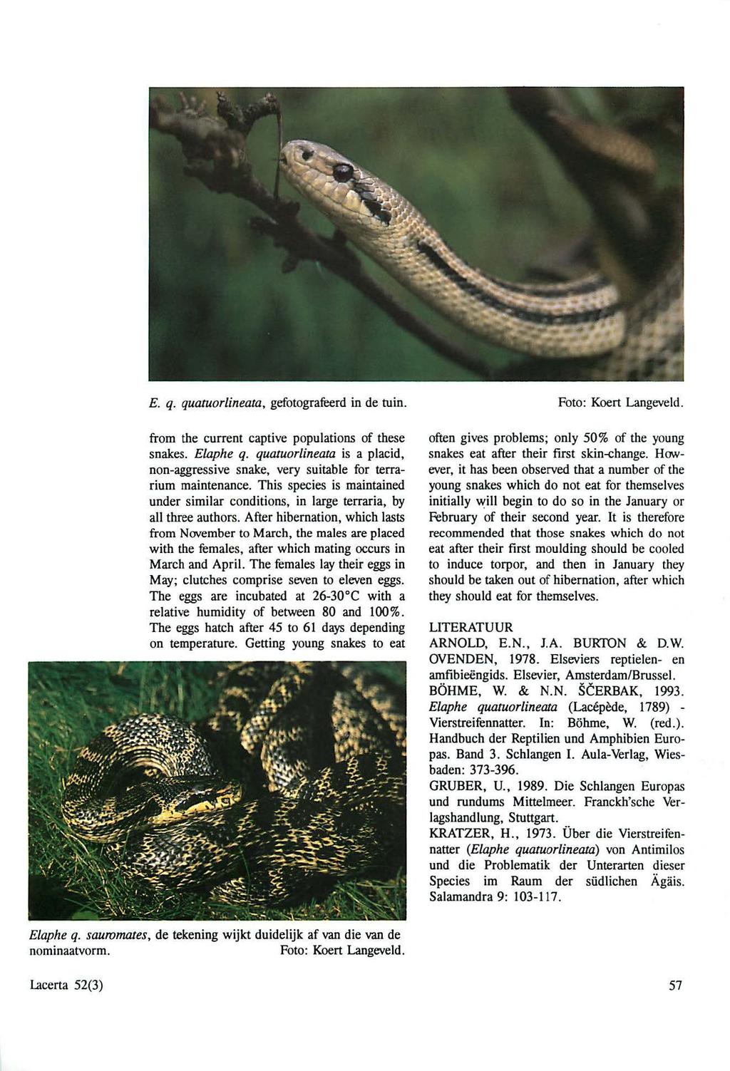 E. q. quatuorlineatfj, gefotografi:erd in de tuin. from the current captive populations of these snakes. Elllphe q.