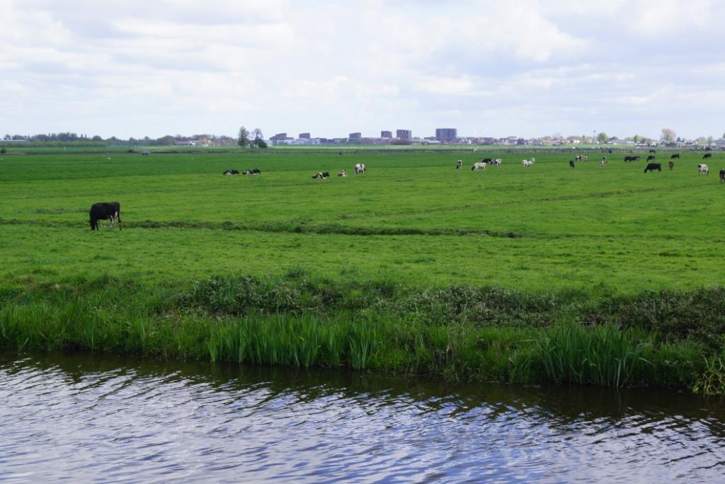 Voorbeeld 3: Oost Boezem (ZH): land/tuinbouwpolder Norm HH Delfland: 1,8 mg N/l