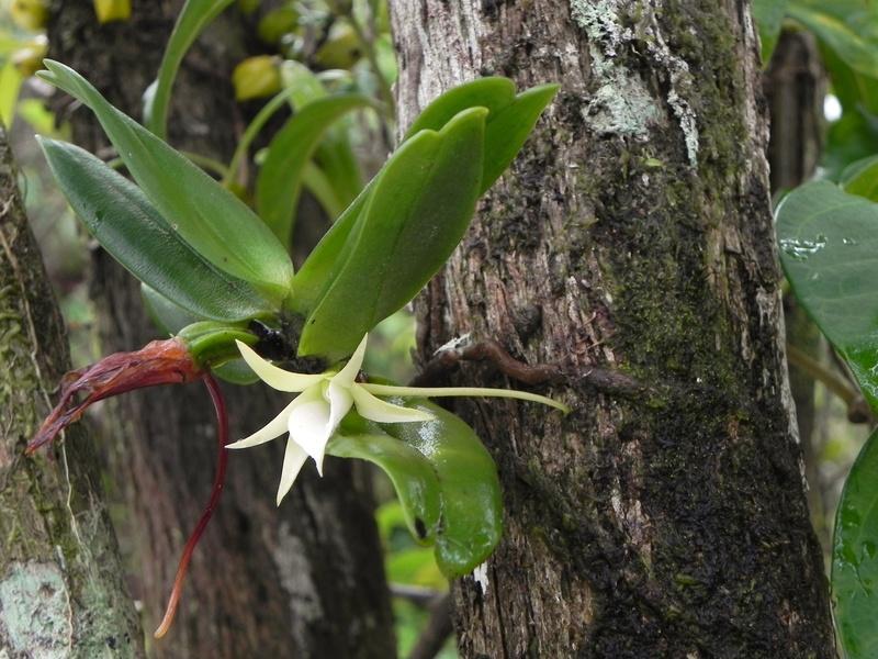 ANGRAECUM LILIODORUM Angraecum liliodorum is een soort die alleen voorkomt op het eiland Reunion.