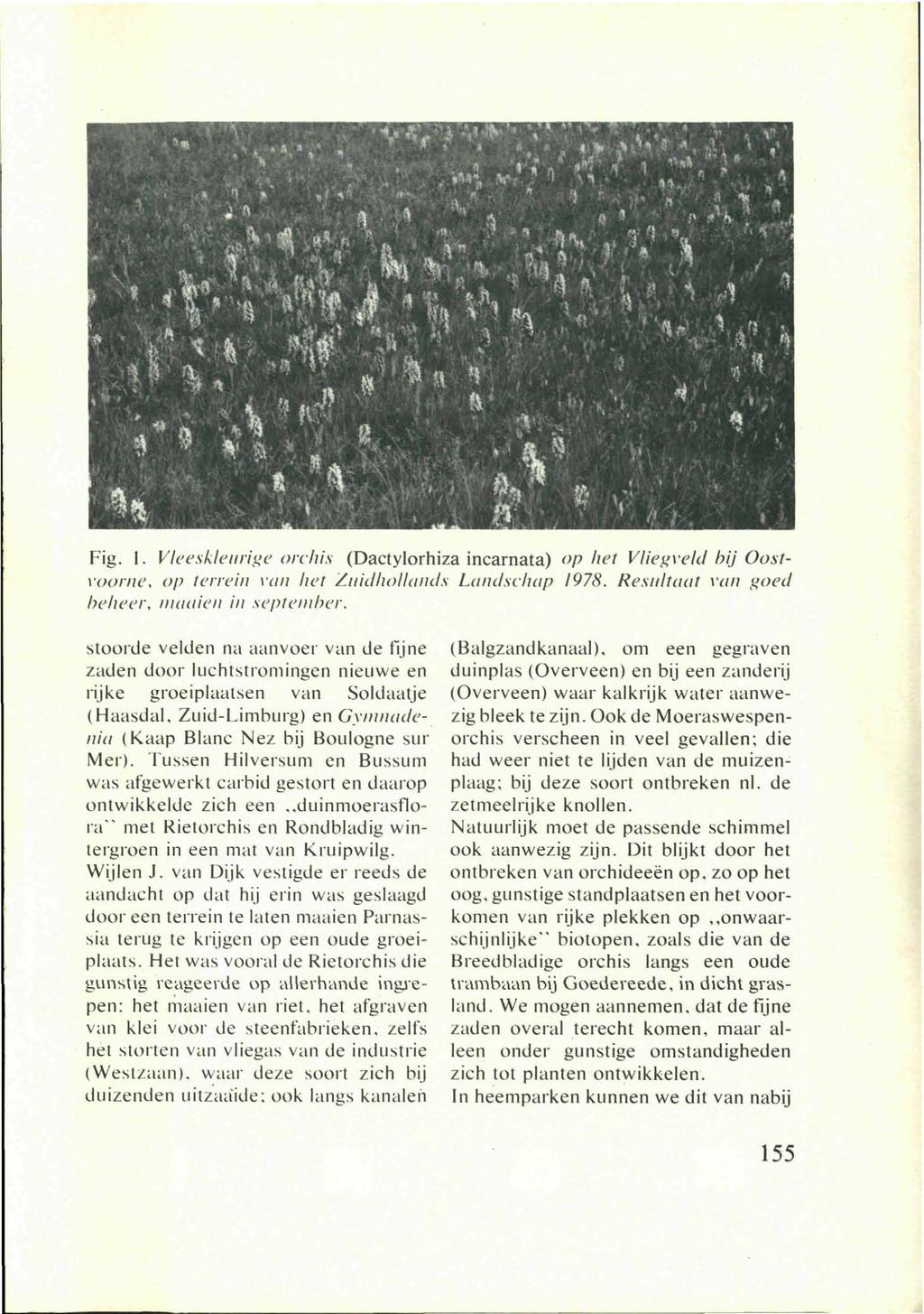 Fig. I. Vleeskleurige orchis (Dactylorhiza incarnata) op het Vliegveld bij Oostvoome, op terrein van het Zindhollands Landschap 1978.