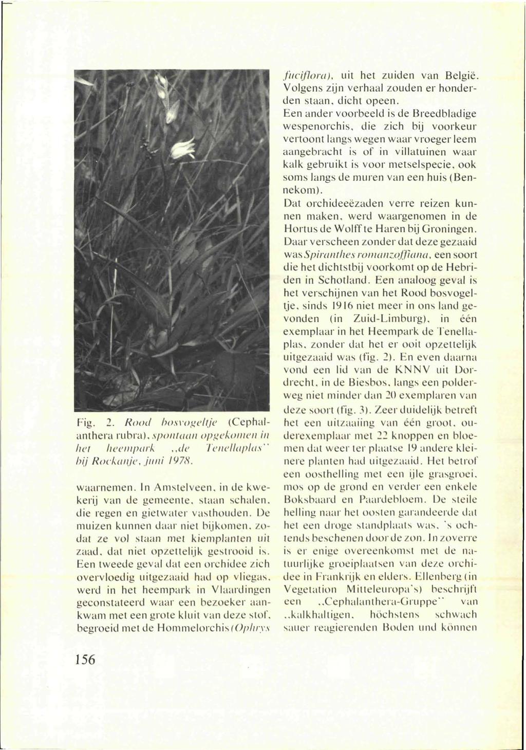 Tig. 2. Rood bosvogeltjc (Cephalanthera rubra), spontaan opgekomen in het heempark,,de Tenellaplas" bij Rockanje, juni 1978. waarnemen. In Amstelveen, in de kwekerij van de gemeente, slaan schalen.