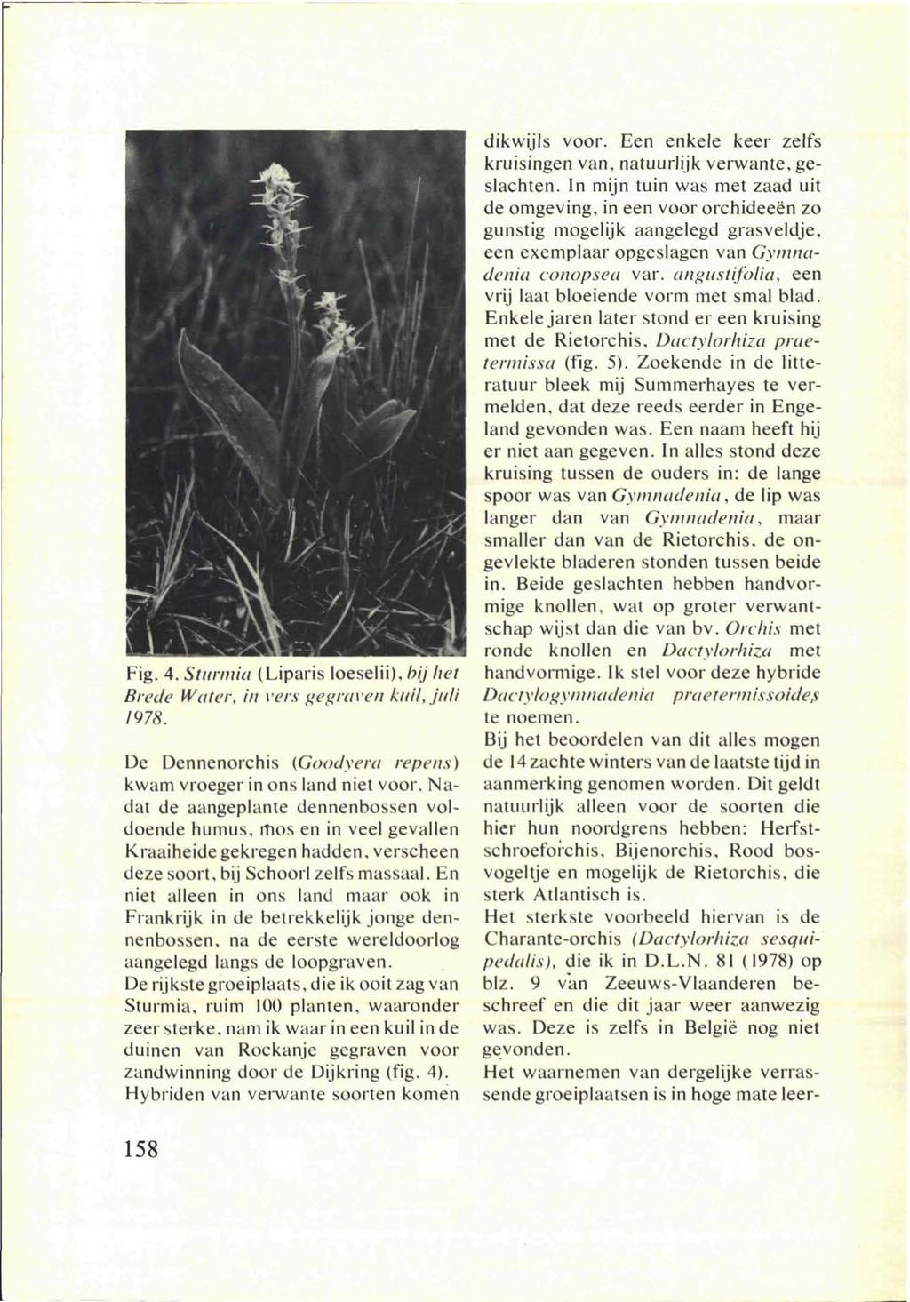 Fig. 4. Sturmia (Liparis loeselii), hij het Brede Water, in vers gegraven kuil, juli 1978. De Dennenorchis (Goodyera repens) kwam vroeger in ons land niet voor.