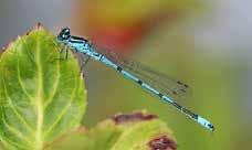 Monitoring dragonflies in the Netherlands in 214 De Vlinderstichting (Dutch Butterfly Conservation) and CBS (Statistics Netherlands) coordinate the monitoring scheme for dragonflies in the