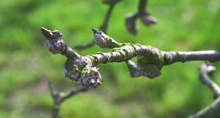 DE fruitteelt is Al JAREN BEZiG ipm begon al op het einde van de jaren 80 ingang te vinden in de pitfruitteel, vertelt Hilde morren van de Afdeling Duurzame landbouwontwikkeling (ADlO).