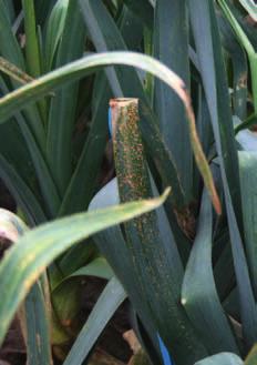 Daarbij moet men eerst teruggrijpen naar biologische en fysische maatregelen. Dat kan ook al preventief bij de keuze van de teeltmethode of het type van aanplanten.