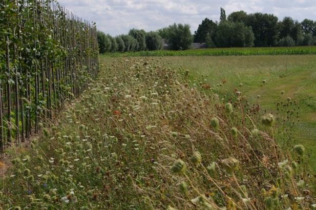 - aanleg, bescherming en bevordering van grasbufferstroken ter bevordering van nuttige organismen; - bevorderen van natuurlijke vijanden onder bescherming door bv.