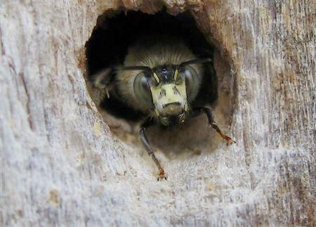 GEWONE SACHEMBIJ (NL) ANTHOPHORA PLUMIPES SACHEMBIJ GEMEINE PELZBIENE (D) PELZBIENE HAIRY FOOTED FLOWER BEE (GB) SPRING FLOWERBEE ANTHOPHORA PLUMIPES (F) ANTHOPHORE Wespengezicht De gewone sachembij