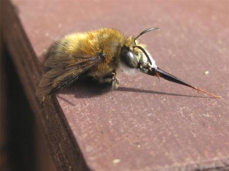 Maar in een blok mergel wordt ook graag de nacht doorgebracht. Mannelijke sachembijen slapen altijd met het gezicht naar de nestingang gericht.