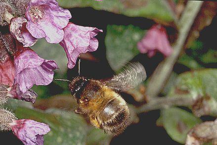 nectar en stuifmeel verzamelen. Als de weersomstandigheden gunstig zijn, vliegt zij van s morgens tot s avond laat, tot de duisternis valt.