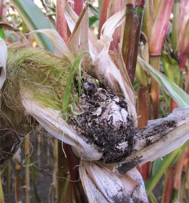 Via de vaatbundels worden de bloeiwijzen, pluim en kolf, van binnen uit aangetast. Tot de bloei is aan de plant nauwelijks iets te zien, alleen de ontwikkeling blijft wat achter.