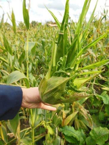 Fritvlieg De fritvlieg (Oscinella frit) overwintert op granen en grassen. De omvang van de aantasting hangt nauwelijks samen met de voorvrucht.