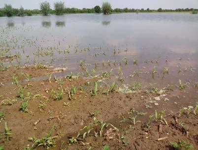 Waterschade In voorjaar 2013 hebben maispercelen op de uiterwaarden van onder anderen de Rijn en de IJssel enkele dagen onder water gestaan.