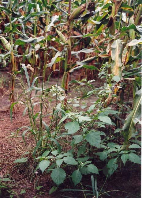 melkproductie en samenstelling. Ook werd de aangetaste maïs in het algemeen vrij goed opgenomen door rundvee. Zwarte nachtschade in de maïs Mycotoxinen Mycotoxinen worden geproduceerd door schimmels.