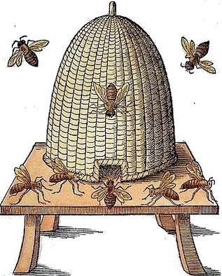 Ook nog gevonden in de bijenkasten - Varroa destructor - Paenibacillus larvae - Nosema apis - Virus (SBV, DWV) - Melissoccocus