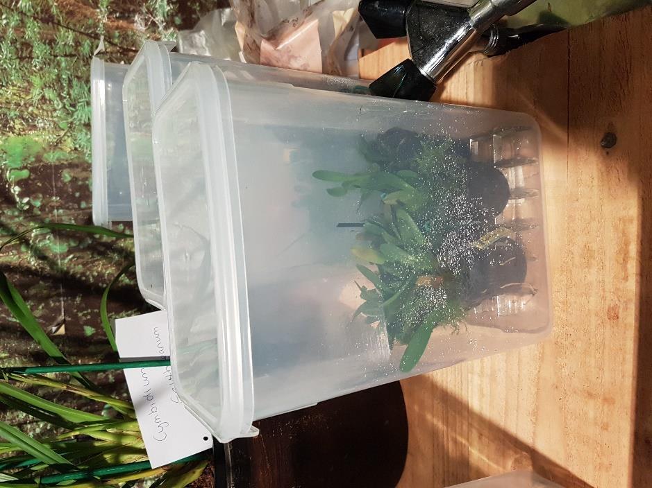 Masdevallia (plantjes in plastic containers) en een Phalaenopsis met een bloeiende keiki.