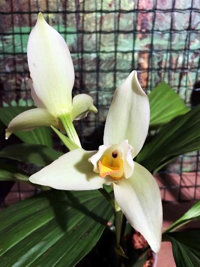 Hybride Lycaste moet in de winter wat droger, en deze plant is blijvend groen. Pim Beirens heeft de orchidee half jaar geleden gekocht en nu alweer de derde tak. Cymbidium eritreanum?