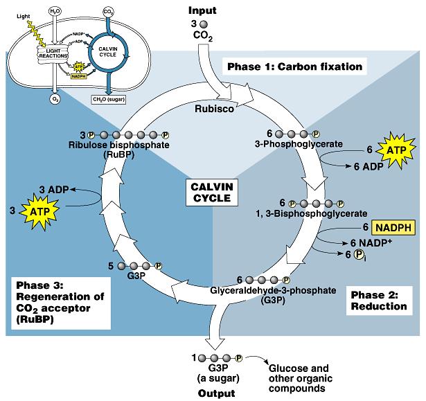 6 ATP voor extra energie 6 NADPH voor reductie 1 triose winst Rubisco: centraal enzym in de Calvin-cyclus Afkorting van: Ribulose 1,-bisphosfaat carboxylase/oxygenase Enzym dat binding van CO 2 met