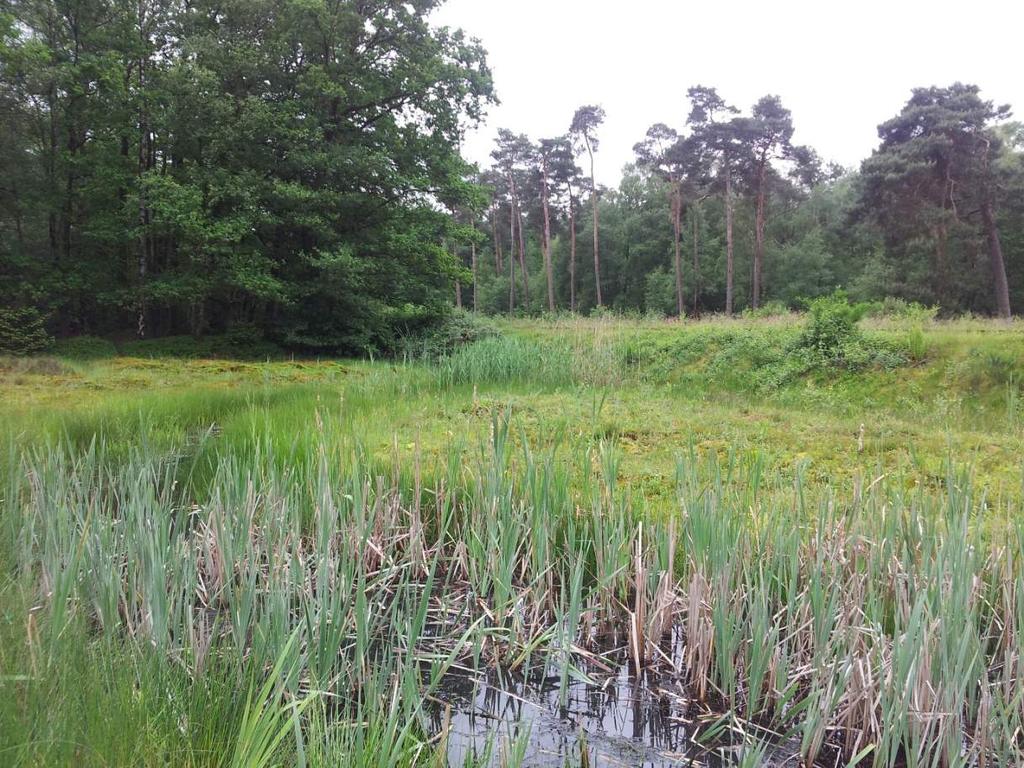 Stichting RAVON Foto 10. Kleine poel langs spoordijk, met daarin mannelijke kamsalamander. (Foto: R.