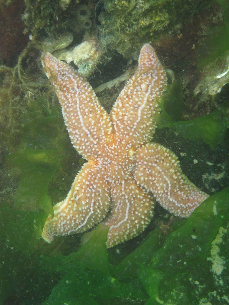 Gewone zeester De gewone zeester heeft vijf armen en leeft bij voorkeur op rotsbodems, maar waagt zich ook op zandbodems. Zij voedt zich met weekdieren, hoofdzakelijk met mosselen en oesters.