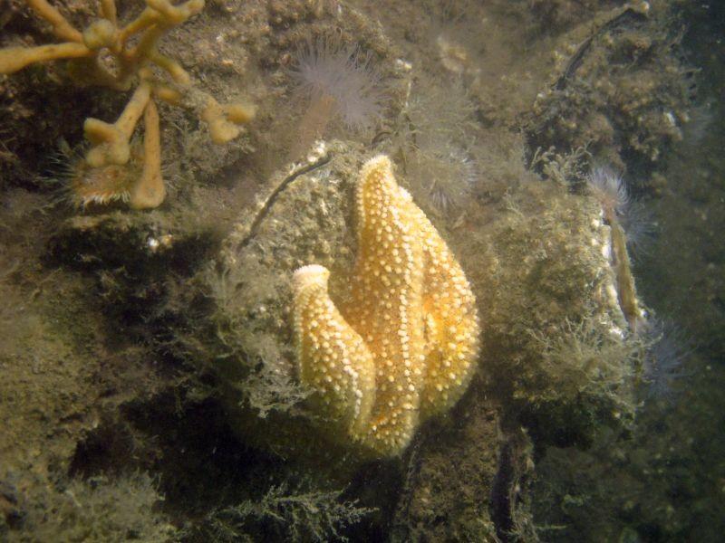 Wanneer ze dat gevonden heeft duwt ze een deel van haar maag tussen de kleppen en scheidt ze enzymen af die de mossel langzaam doden.