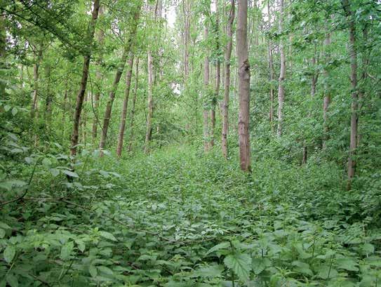 De bladeren vallen bruin of groen op de grond. Bij de vertering van het blad laat de bodem zijn karakter zien. In gewone bossen blijft het blad vaak lang op de grond liggen.