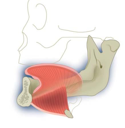 Bij atrofie van de edentate processus alveolaris is de positie van de musculus mentalis verschoven naar de craniale zijde van de onderkaak (b). Ook de musculus verandert enigszins van positie.