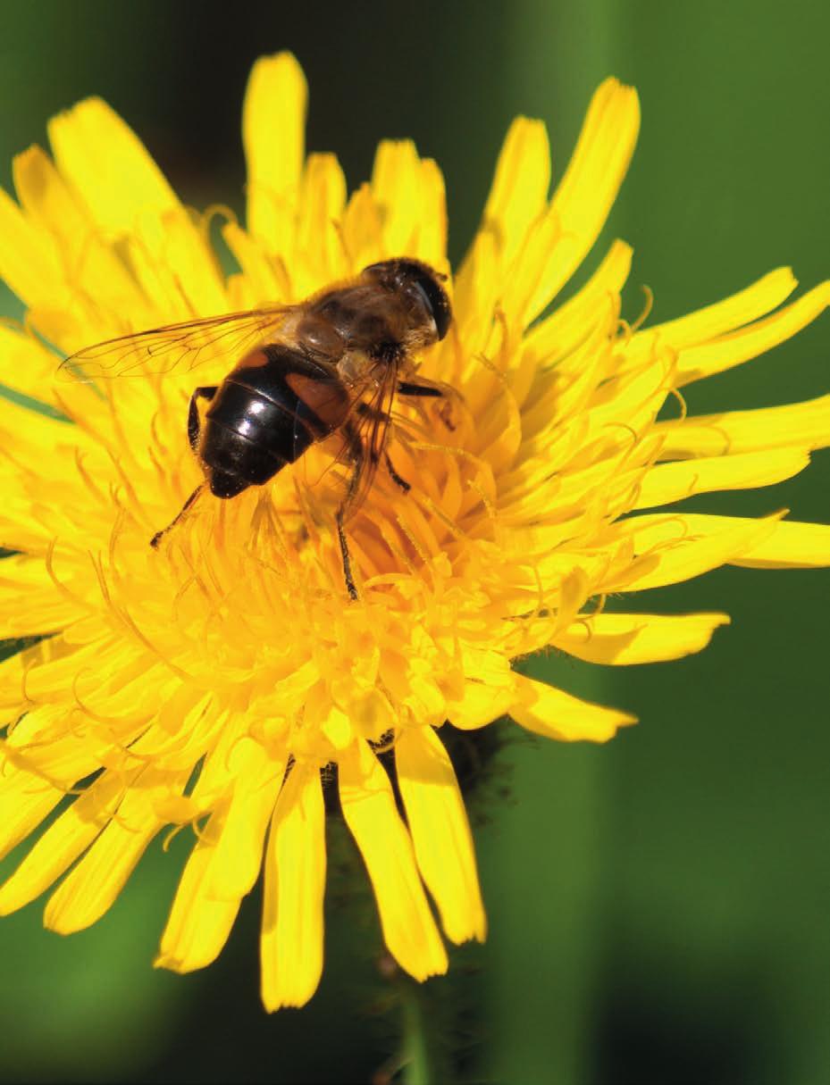 Wet- & regelgeving >> Wet- & regelgeving Biologische landbouw blijvend gentechvrij Bionext lobbyde vóór strikte GMO-wetgeving en tegen de teelt van gentechgewassen in Nederland.