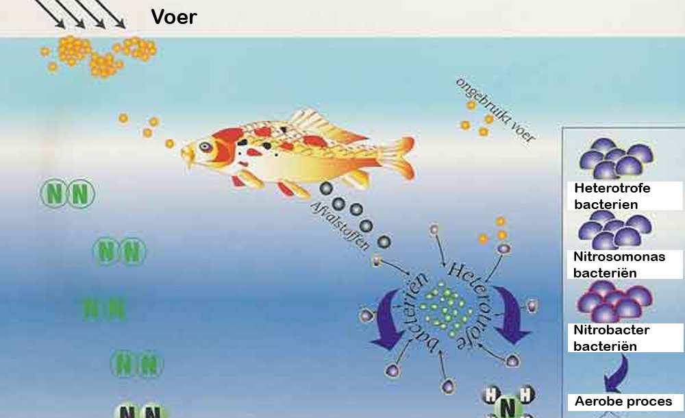 - Ammonia, nitriet en nitraat De grootste problemen met het handhaven van het evenwicht in het water ontstaan bij de stikstof-cyclus (zie figuur 2.2).