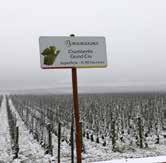 De Hautes-Côtes is zeer betaalbaar en de Clos des Réas is één van de mooiste Monopoles uit Vosne-Romanée. Heerlijke wijnen, très Bourgogne.