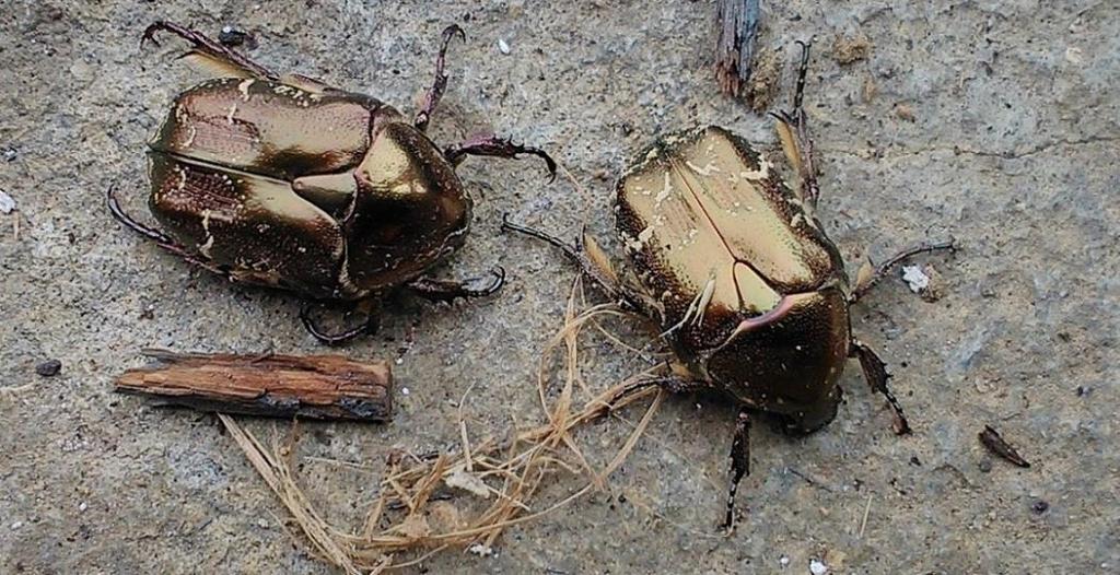 levert 3 zakken roet en een oud uilen nest inclusief dood uilskuiken.