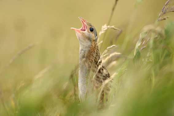 Atlas Natura 2000 Naardermeer en Oostelijke vechtplassen Provincie Noord-Holland 49 Natura 2000 gebied Status binnen de aanwijzing, incl.