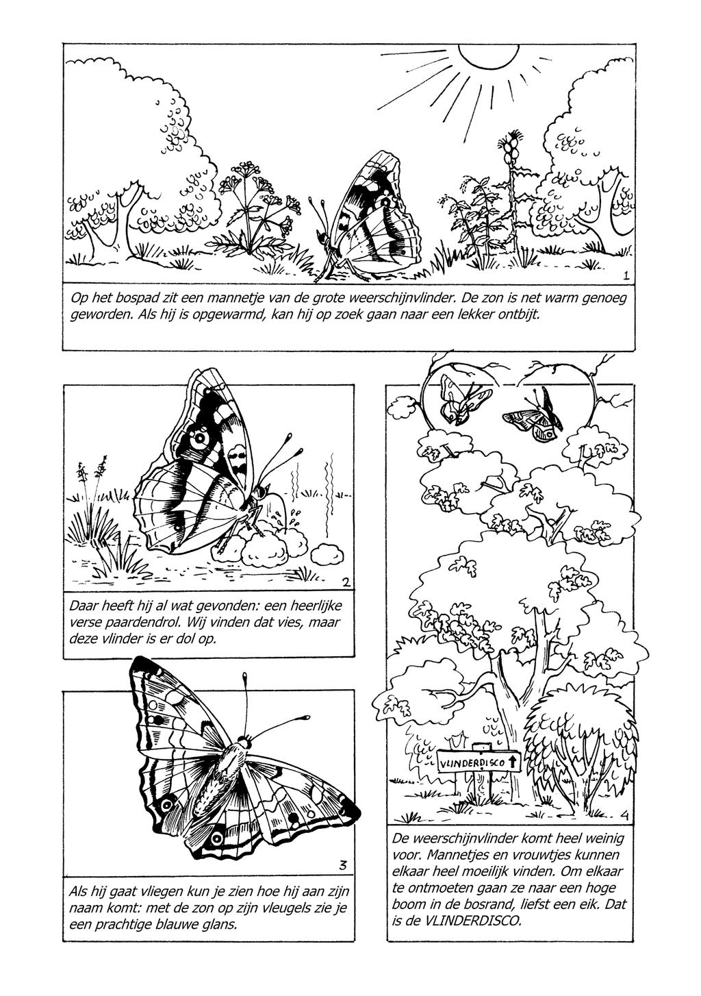 Werkblad 2a De Weerschijnvlinder De Vlinderstichting 2015 - Vlinderlessn in de klas