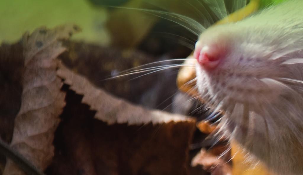 De bruine rat Dit is de meest voorkomende rattensoort in Nederland Volwassen exemplaar 22-30 cm Gewicht maximaal 500 gram De staart is korter dan het lichaam, ongeveer 17-23 cm en meestal kaal Stompe