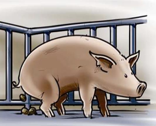 Waarom een varkenstoilet? 1. Dierenwelzijn en natuurlijk gedrag 2.