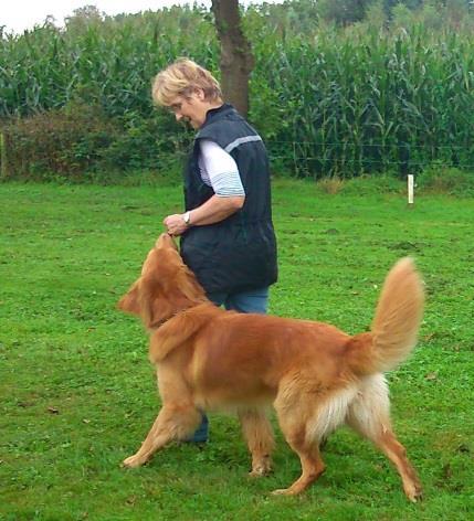 Als u na de Jonge hondentraining besluit verder te trainen, gaat u naar de Sociale Huis Hond-groep.