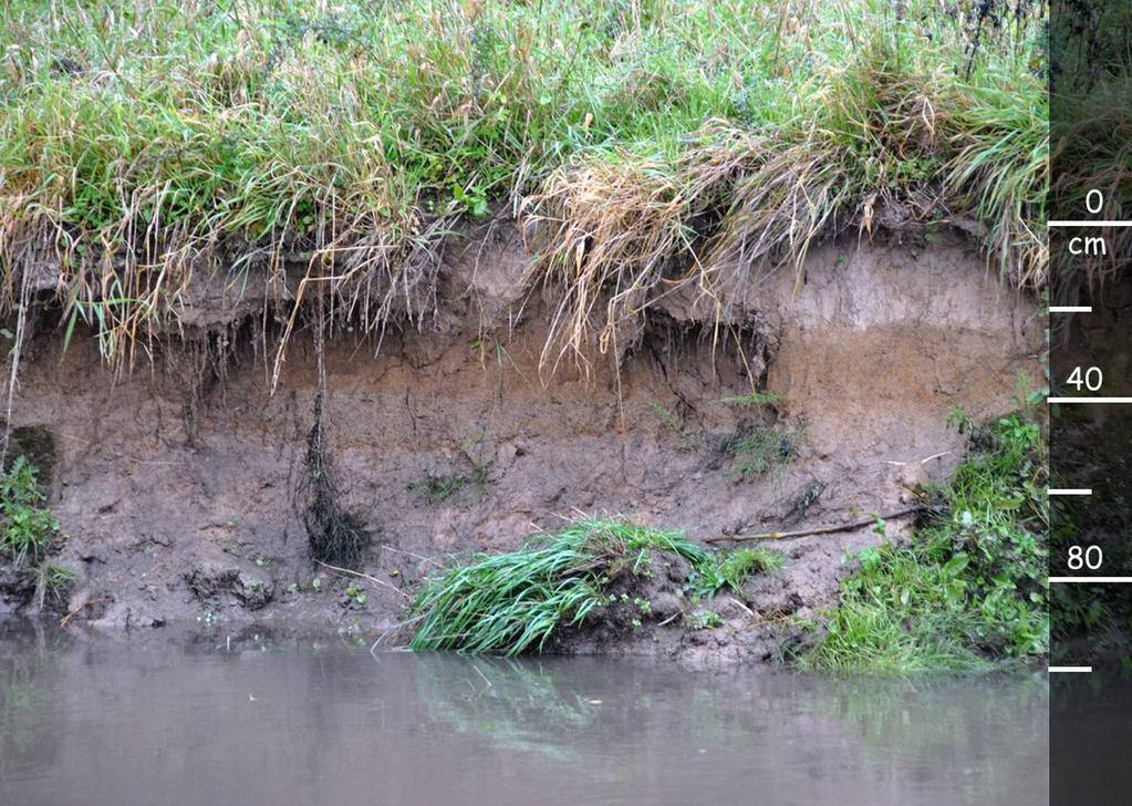 Bodems onder sterke invloed van water Fluvisols Dit zijn bodems gelegen in valleien, vloedvlakten en getijdengebieden die als kenmerk gelaagde afzettingen van recente overstromingen hebben.