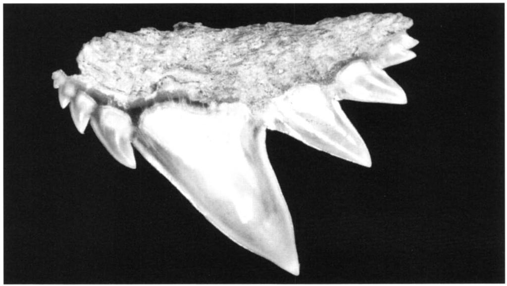 gigas (= griseus) verschillen van die van Notorhynchus door de langere meer priemvormige spits van hun parasymphysaire tanden en zijtanden uit de bovenkaak.