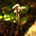 houtsnippers van loofbomen in bossen op vochtige bodem.