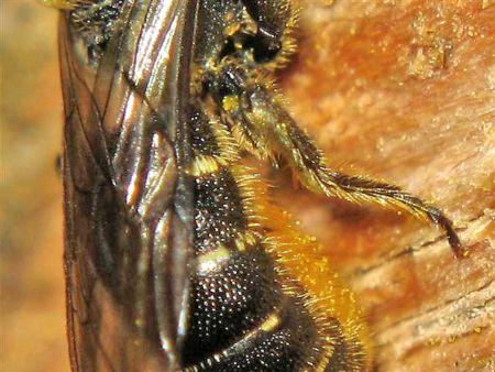 Afb.9 Een gedeelte van de buikschuier met pollenkorrels.