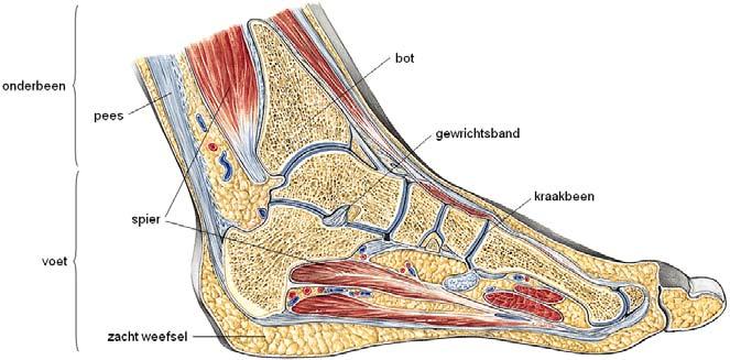 Hoofdstuk 2. Anatomie en Biomechanica 8 Figuur 2.