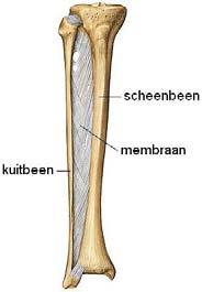 Het kuitbeen bevindt zich aan de laterale zijde van het scheenbeen en beiden zijn aan elkaar vastgehecht door een zeer stevig membraan (membrana interossea cruris) (Figuur 2.