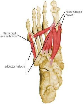 Hoofdstuk 2. Anatomie en Biomechanica 33 Abductor Digiti Minimi De abductor digiti minimi (afvoerder van de kleine teen) (Figuur 2.31 en Figuur 2.