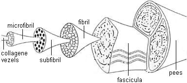 Hoofdstuk 2. Anatomie en Biomechanica 36 Spieren vertonen een viscoëlastisch materiaalgedrag, dit betekent dat ze zowel eigenschappen vertonen van een vast materiaal als van een vloeibare substantie.