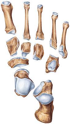 Hoofdstuk 2. Anatomie en Biomechanica 38 botten te meten.