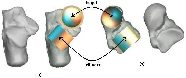 Hoofdstuk 2. Anatomie en Biomechanica 43 Figuur 2.