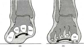 Hoofdstuk 2. Anatomie en Biomechanica 47 tussen de drie wigbenen verschaft. Wanneer de transversale boog zich ontvouwt, hoeft het bot in de top van de boog immers niet te bewegen. Figuur 2.